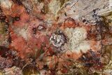 Colorful Petrified Wood Slab - Weird Grain Patterns #361327-1